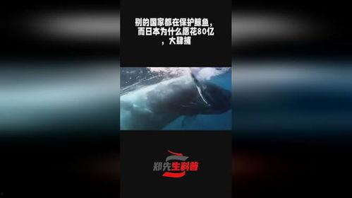 日本守护愿,愿力守护，神秘力量守护者传奇