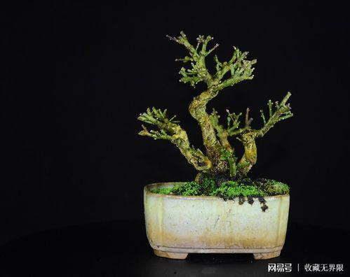 国日本盆景视频,一盆一世界，静赏自然之美