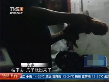 屠宰最新爆料视频下载