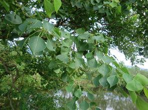 常绿干部爆料视频大全,真实事件背后的真相全解析