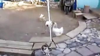 稀奇视频,稀奇视频带你领略奇观异景