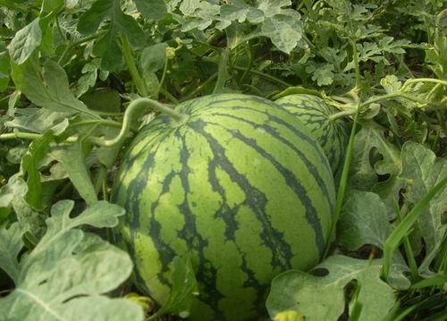 爆料西瓜嫁接视频大全,视频大全带你领略嫁接艺术之美