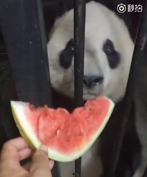 哈皮娱乐吃瓜,揭秘娱乐圈最新“吃瓜”事件